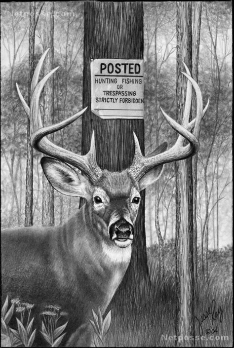 Whitetail Deer Pencil Drawings Click For Bigger Photo Hunting Drawings