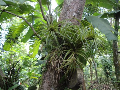 Edible Tropicals Costa Rica