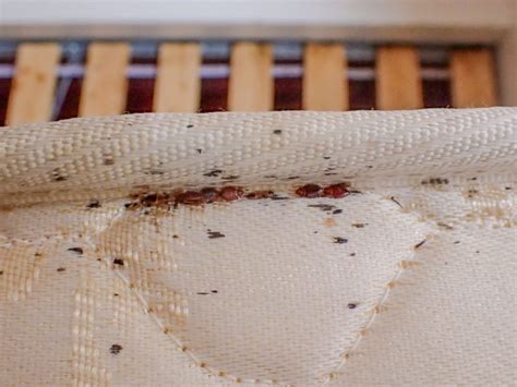 Bed Bugs Blood Stains And Black Markings Along Mattress Piping Pest