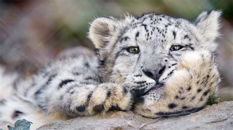Wallpaper Id 2552 Snow Leopard Predator Big Cat 4k Free Download