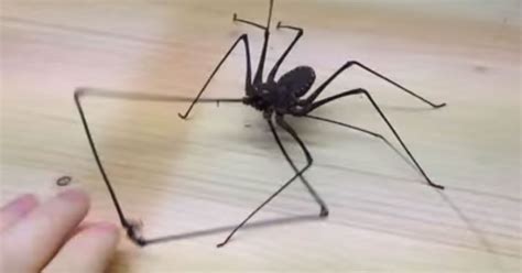 Watch Insect Breeder Playing With Creepy Whip Spider And Then Letting
