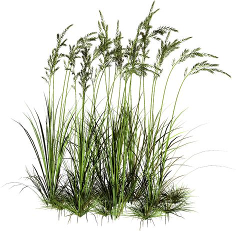 grass png  Google Search#google #grass #png #search  Photoshop nature