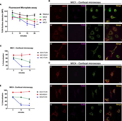 Frontiers Microneme Proteins 1 And 4 From Toxoplasma Gondii Induce Il