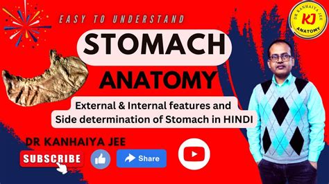 Stomach Gross Anatomyanatomy Of Stomachdissection Of Stomach