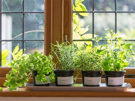 Your Ultimate Guide To Growing Herbs Indoors