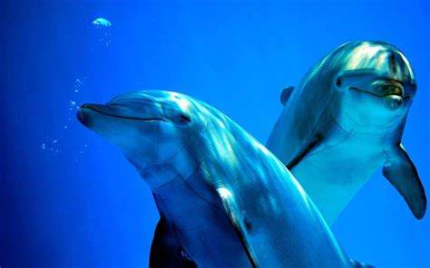 Common Bottlenose Dolphin Tursiops Truncatus Dolphin Facts And
