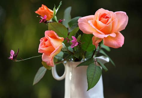Pink Flowers Roses Flowers Pitcher Blurring Hd Wallpaper