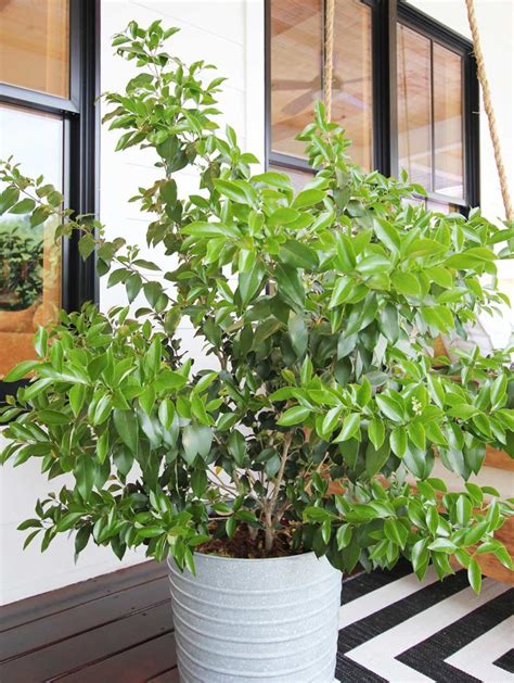 8 Best Shrubs And Trees For Containers Plank And Pillow
