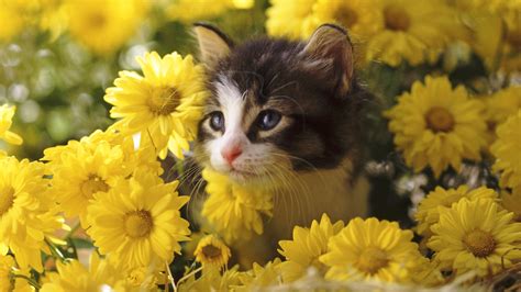Beautiful Cat With Flowers 121961 Hd Wallpaper And Backgrounds Download