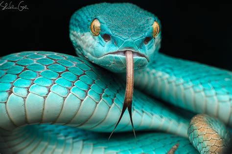 Wallpaper Animals Snake Blue Mamba Serpent Vertebrate Close Up
