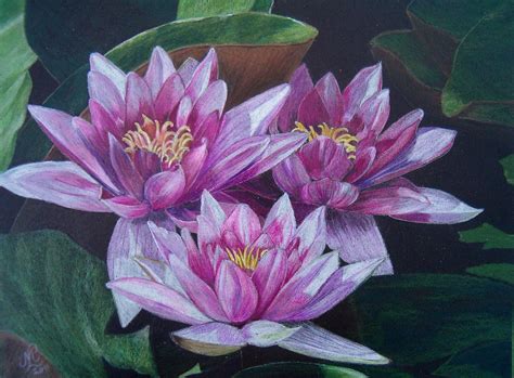 Pin By Beth On Art Drawing Flowers Color Pencil Sketch