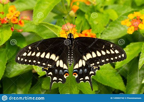 Opinião Dorsal Uma Borboleta Preta Oriental De Swallowtail Foto de