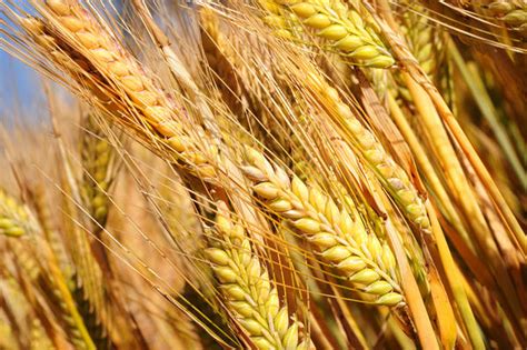 Barley Varieties Malting And Feed Grade Barley Seed Seednet