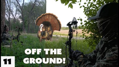 Gobblers Off The Ground With A Bow Bowhunting Turkeys Spring