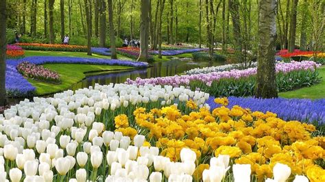 Vườn Hoa Keukenhof ở Hà Lan Nên đi Lúc Nào Chơi Gì ở đây