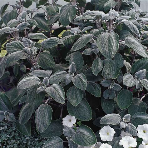 Plectranthus - Silver Shield Flower Seeds - 100 Seeds - Plectranthus ...