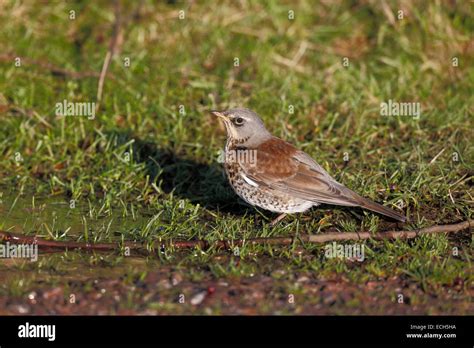 Fieldfare Turdus Pilaris Single Bird Drinking Warwickshire December