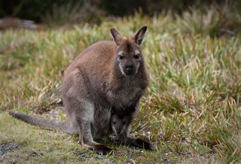 Wallabies Tasmania Australia Photographics