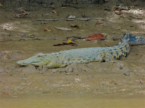 Saltwater Crocodile Crocodylus Porosus Kinabatangan Rive Flickr