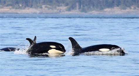18 Photos Of Baby Orcas Frolicking In Pacific Northwest News