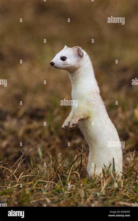 Stoat Short Tailed Weasel Hermelin Mustela Erminea Im Winterfell