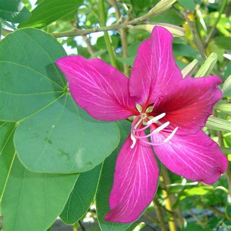 BAUHINIA purpurea - Bauhinia – Australian Seed