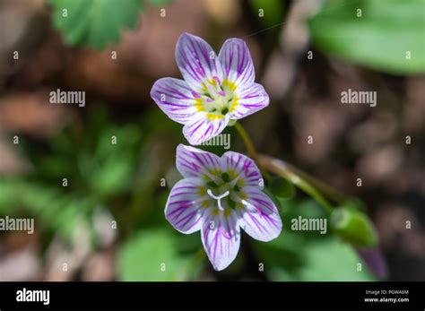 Spring Beauty Wildflower Claytonia Virginica Hi Res Stock Photography