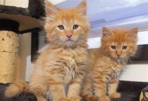 We did not find results for: Adoption fees waived during 'Adopt a Shelter Cat Month ...