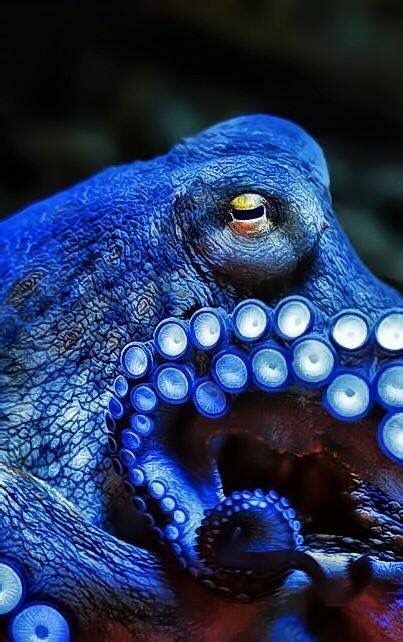 Blue Octopus Underwater Creatures Underwater Life Ocean Creatures