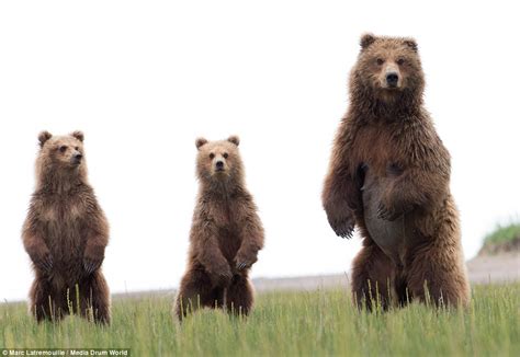 Bear Cubs Look Cute As Their Mother Teaches Them To Playfight Daily Mail Online