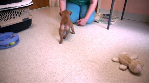 Sid Pup Born With Closed Anus Plays Today At The Vet Youtube