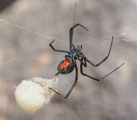 Western Black Widow With Egg Sac Photograph By John Serrao Fine Art