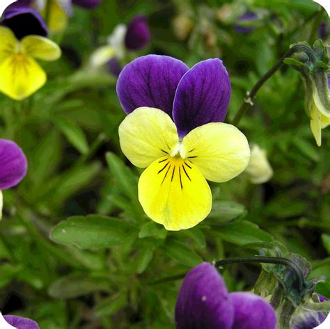 Wild Viola Tricolor