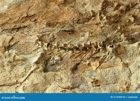Dinosaur Fossils Royalty Free Stock Image 47400310