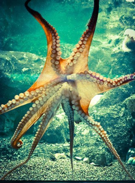 Octopus~isabelle Beautiful Sea Creatures Ocean Creatures Sea And