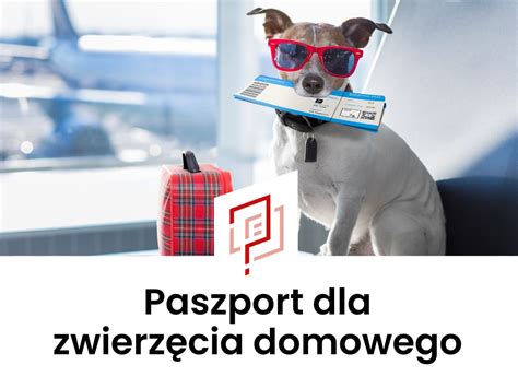 Paszport Dla Psa Kota I Innych Zwierz T Kielce Jak Wyrobi