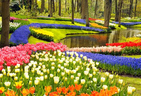 Keukenhof, also known as the garden of europe, is the home. Ticket: Bloemenpark Keukenhof 2019 2019/03/21 - 2019/05/19 ...