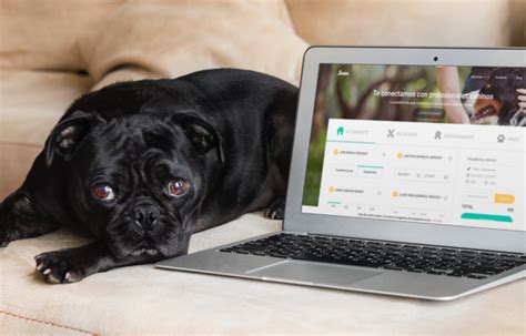 Servicios Para Perros Descubre La Nueva Web De Snau Blog Snau