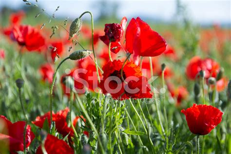 Poppy Field Stock Photo Royalty Free Freeimages