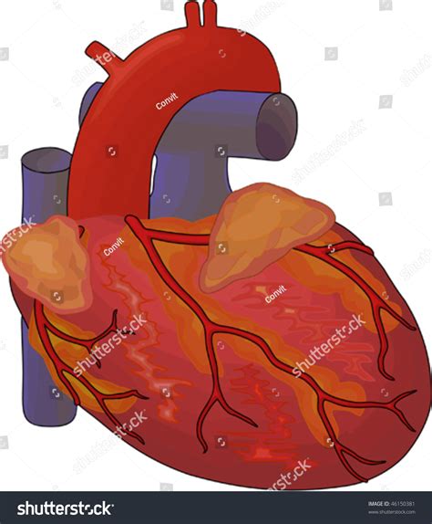Human Heart Diagram Stock Vector Royalty Free 46150381