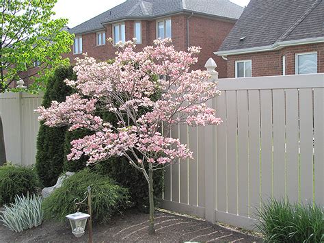 Only the white variety of cornus florida will bloom. Satomi Chinese Dogwood (Cornus kousa 'Satomi') in Ottawa ...