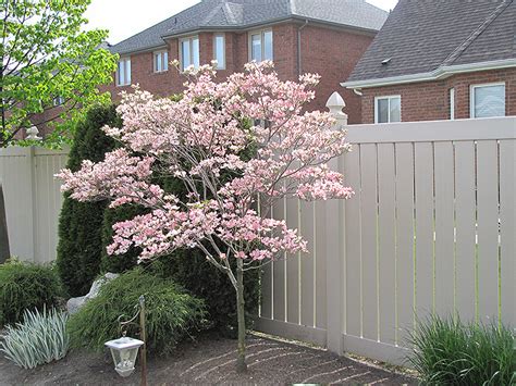 Check out our red dogwood flower selection for the very best in unique or custom, handmade pieces from our shops. Satomi Chinese Dogwood (Cornus kousa 'Satomi') in ...