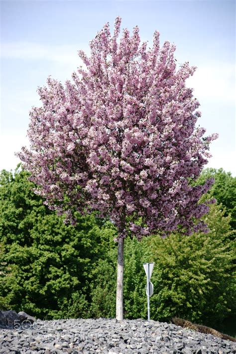 View more products related to fresh flowers, plants & trees. Pink flowering ornamental tree by BastianKienitz ...