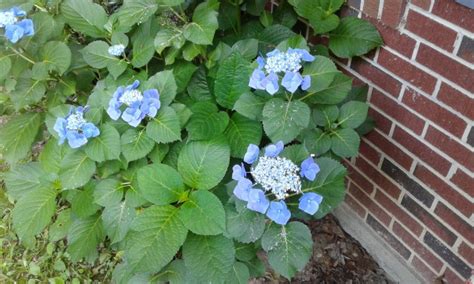 Fully insured and well trained teams from fantastic services can perform treatments for pests of all kinds. whatisthis? | Walter Reeves: The Georgia Gardener