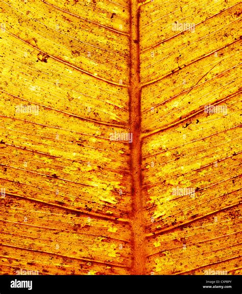 Image Of Grunge Autumn Leaf Background Golden Dry Fall Leaves Old