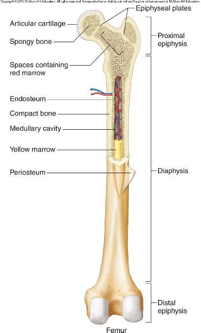 Bone Tissue And The Skeletal System Flashcards Easy Notecards