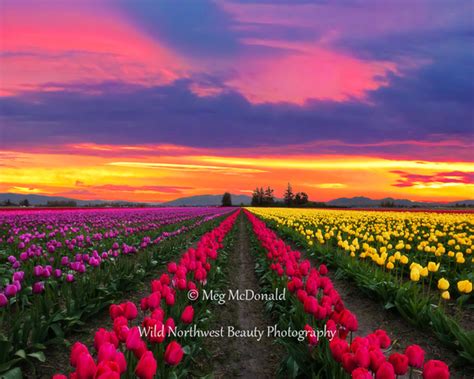 Wild Northwest Beauty Photography Pacific Northwest Flowers Pacific