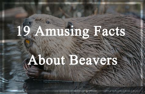 19 Amusing Facts About Beavers That You Probably Dont Know Pest Wiki