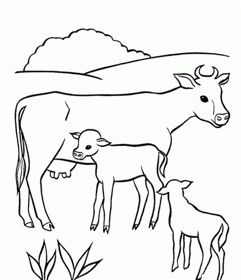 Baby Cow Drawing At Explore Collection Of Baby Cow