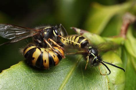 wasp mating sequence macro in photography on forums